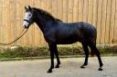 Cheval - Lusitanien 