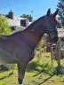 Joli Hongre Selle Francais Dressage/ CCE