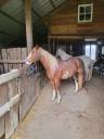 Magnifique hongre PAINT HORSE