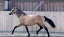 Top ponette 