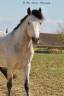 Top poney 
