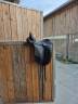 Selle Bates Isabelle Werth