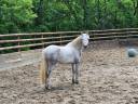 Ponette Connemara 3 ans Gros potentiel