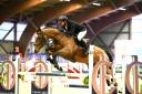 Cheval de sport  classé sur 125 / 130