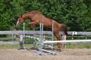 Jument SBS 7 ans Par Ogano Sitte 