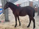 Poulain PRE PP