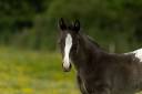 Poulain Appaloosa Pima Miracle Layon