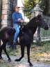 HONGRE LUSITANIEN POUR LOISIR