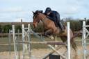 Cheval à vendre Magnifique hongre bai clair