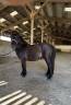 Poney shetland pp