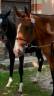 Trotteuse 