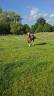 Pension pré pour chevaux 