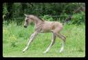 FOAL TRES GROSSE QUALITE - POUR DRESSAGE