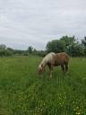 HONGRE TRAIT COMTOIS 