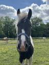 PONETTE PIE