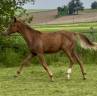 Poulain dressage Sir Donnerhall x Romanov 