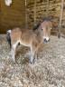 Shetland mini PP