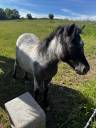 ponette NMPRS