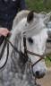 Petit cheval 9 ans 