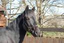 	 MISTRAL, un poulain tout en finesse