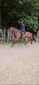 Super jument 4 ans polyvalente 