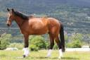 Joli Hongre 5 ans Selle Francais Dressage & CSO