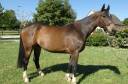 vends très beau cheval de sport selle français 6 ans 