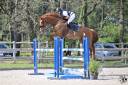 Cheval de sport performant Pro2 – Dulys 