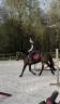 Poney de 6 ans, joli modèle ayant tourné sur 1m