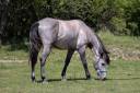 Hongre espagnol polyvalent, 3 ans
