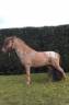 Petit poney de loisir pie 