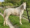 Poulain perlino lusitanien taille D