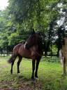 Trotteur français de 6ans 