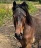 Poney 5 ans - idéal pour poney club