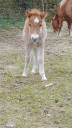 Poulain shetland pp 