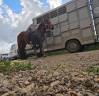 Poulain trait Ardennais PP