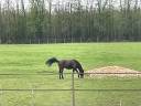 Longère idéal si vous voulez vos chevaux à la maison.
