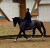Sublime hongre bai brun foncé de 6 ans 1m70