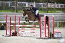 À VENDRE – GYPSY DU CHESNEE Jument de concours 9ans 