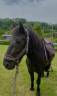 Poney à vendre 