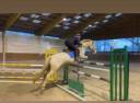 Vends poney de sport et loisirs 