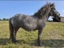 Ponette OC à vendre