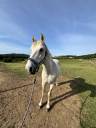 Poney à vendre 