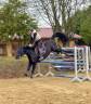 Poney D welsh cob