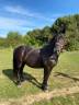 Vends cheval merens 18 ans