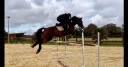 Jument 8 ans (Quinoto bois margot)