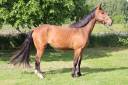 Hongre de 4 ans SF par AD Unaniem