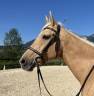 Jument 11 ans  loisirs Pleins papiers , top dressée 