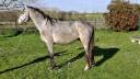 Hongre SF 3 ans par Master Van de Helle