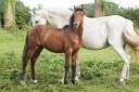 Poulain PRE